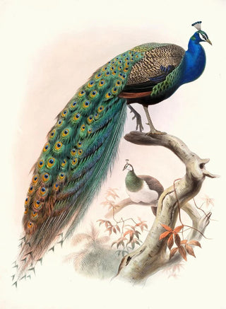 Pavo cristatus - Joseph Smit — artwork view