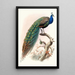 Pavo cristatus - Joseph Smit — framed artwork on a wall