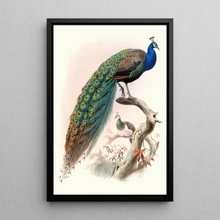 Pavo cristatus - Joseph Smit — framed artwork on a wall