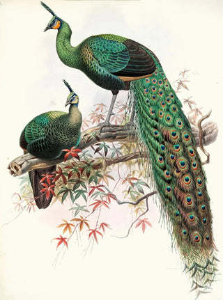 Joseph Smit - Pavo muticus.webp