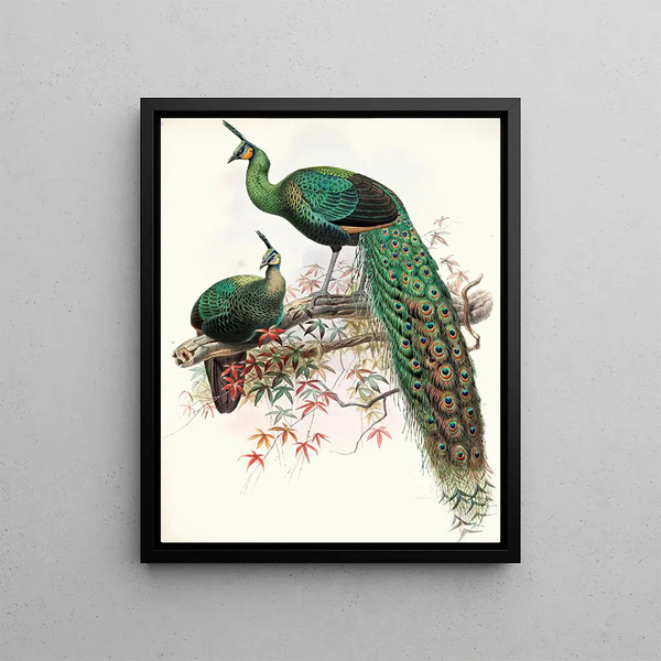 Pavo muticus - Joseph Smit — framed artwork on a wall