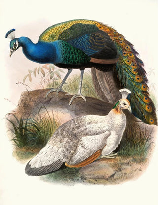 Joseph Smit - Pavo nigripennis.webp