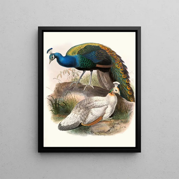 Pavo nigripennis - Joseph Smit — framed artwork on a wall