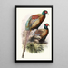 Phasianus Deccollatus - Joseph Smit — framed artwork on a wall