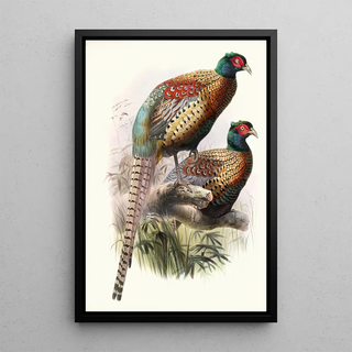 Phasianus Deccollatus - Joseph Smit — framed artwork on a wall