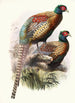 Phasianus Deccollatus - Joseph Smit — artwork view