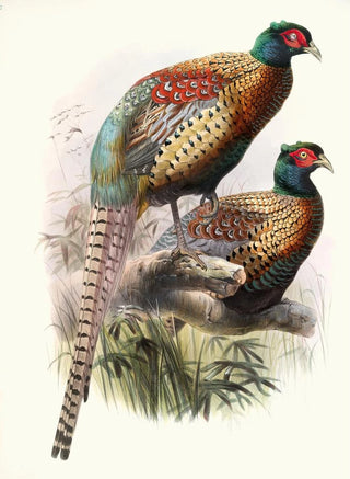 Phasianus Deccollatus - Joseph Smit — artwork view