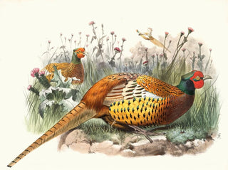 Pheasant of Shaw - Joseph Smit — artwork view