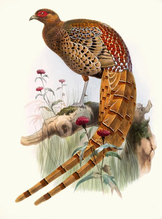 Joseph Smit - Phasianus Soemmerringi var scintillans.webp