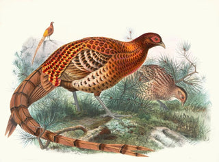 Phasianus Soemmerringii - Joseph Smit — artwork view