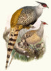 Phasianus Wallichii - Joseph Smit — artwork view