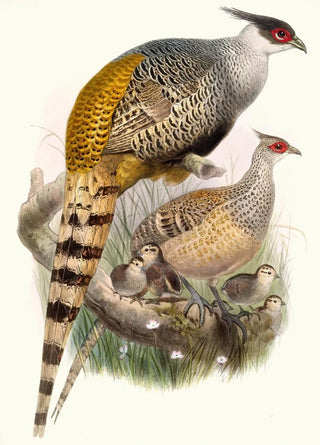 Phasianus Wallichii - Joseph Smit — artwork view