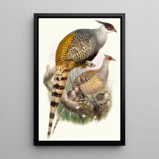 Phasianus Wallichii - Joseph Smit — framed artwork on a wall