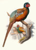 Phasianus elegans - Joseph Smit — artwork view
