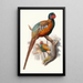 Phasianus elegans - Joseph Smit — framed artwork on a wall