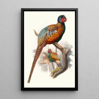 Phasianus elegans - Joseph Smit — framed artwork on a wall