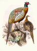 Phasianus formosanus - Joseph Smit — artwork view