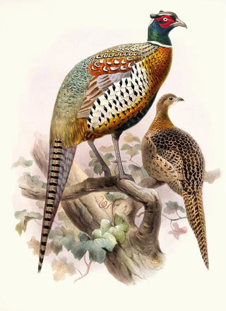 Phasianus formosanus - Joseph Smit — artwork view