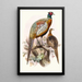 Phasianus formosanus - Joseph Smit — framed artwork on a wall