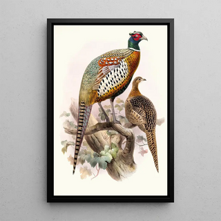 Phasianus formosanus - Joseph Smit — framed artwork on a wall