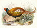Remarkable Pheasant - Joseph Smit — artwork view