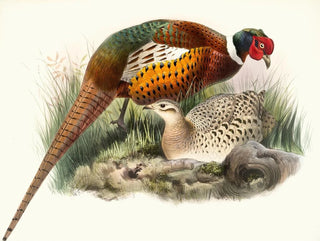 Mongolian Pheasant - Joseph Smit — artwork view