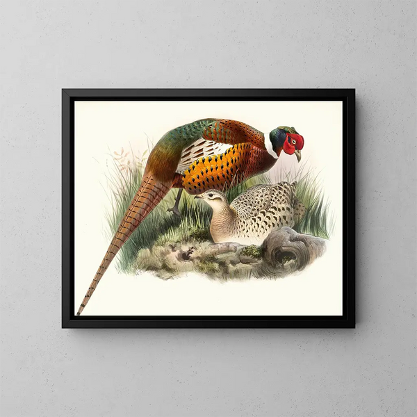 Mongolian Pheasant - Joseph Smit — framed artwork on a wall