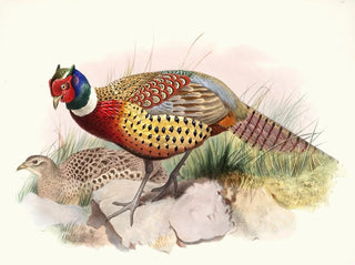 Pheasant with Collar - Joseph Smit — artwork view