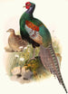 Phasianus versicolor - Joseph Smit — artwork view