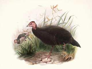 Phasidus Niger - Joseph Smit — artwork view