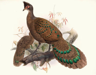 Hen with Double Spurs - Joseph Smit — artwork view