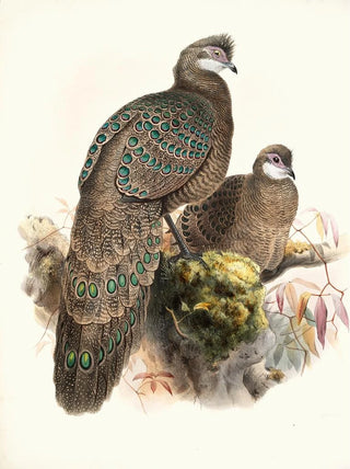 Joseph Smit - Polyplectron thibetanum.webp