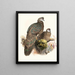 Polyplectron thibetanum - Joseph Smit — framed artwork on a wall