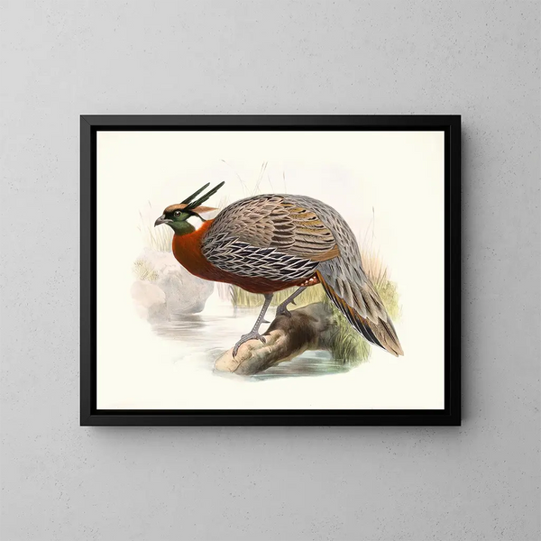 Purcasia Duvauceli - Joseph Smit — framed artwork on a wall