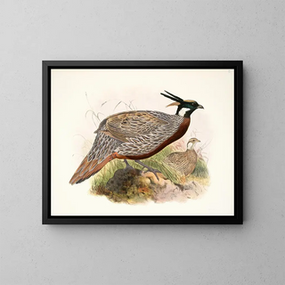 Purcasia macrolopha - Joseph Smit — framed artwork on a wall