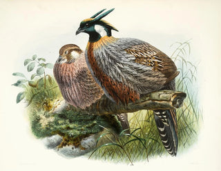Purcasia xanthospila - Joseph Smit — artwork view