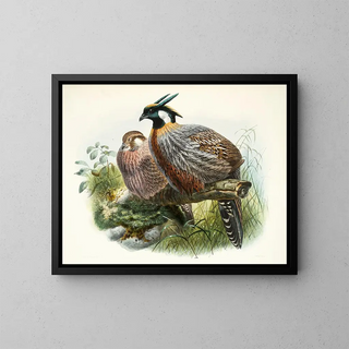 Purcasia xanthospila - Joseph Smit — framed artwork on a wall