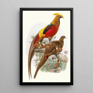 Thaumalea obscura - Joseph Smit — framed artwork on a wall