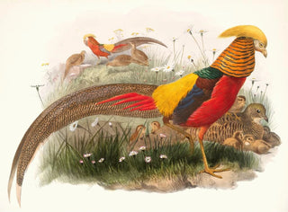 Thaumalea painted - Joseph Smit — artwork view