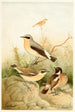 Traquet Tarier and Meadow Pipit - Joseph Smit — artwork view