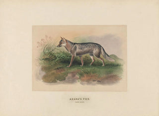 Fox d'Azara - Joseph Wolf — artwork view