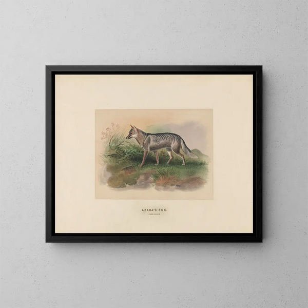 Fox d'Azara - Joseph Wolf — framed artwork on a wall