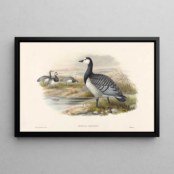 Gray Goose - Joseph Wolf — framed artwork on a wall