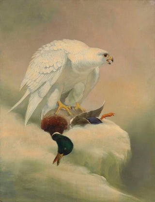 Joseph Wolf - Gyrfalcon.webp