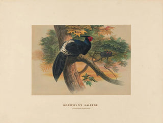 Kaleege de Horsfield - Joseph Wolf — artwork view