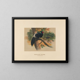 Kaleege de Horsfield - Joseph Wolf — framed artwork on a wall