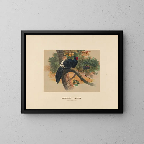 Kaleege de Horsfield - Joseph Wolf — framed artwork on a wall