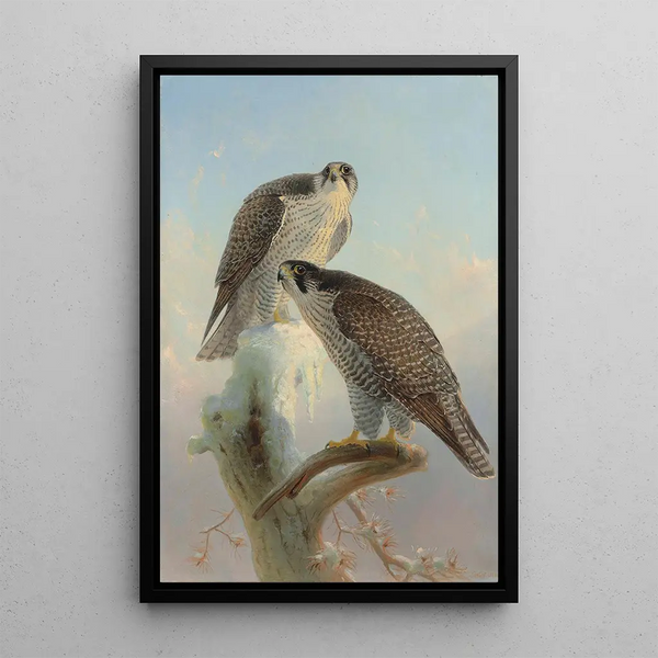 Norwegian Gyrfalcon Painting - Joseph Wolf — framed artwork on a wall