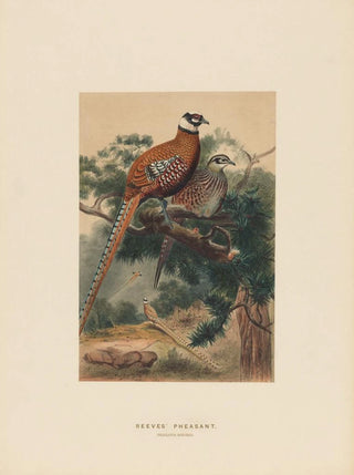Joseph Wolf - Reeves Pheasant.webp