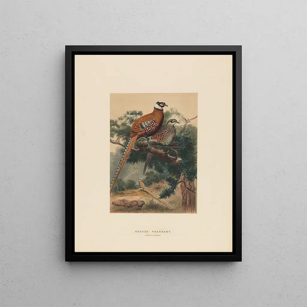 Pheasant of Reeves - Joseph Wolf — framed artwork on a wall